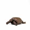 Schildkröte